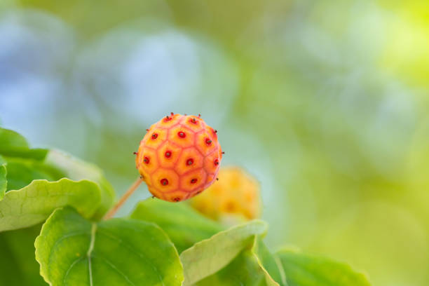 Beautiful flowers and insects background material
