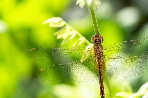 Beautiful flowers and insects background material