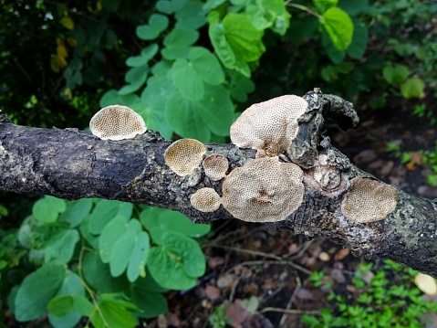 fungus on tree branch