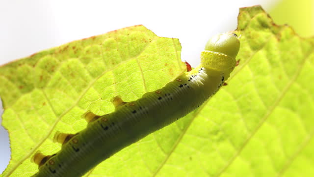 Caterpillar, Big green worm, Giant green worm on leaf. green worm is eating leaf. worm baby on green leaves.