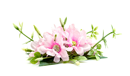 Spring flowers of fruit trees isolated on white background