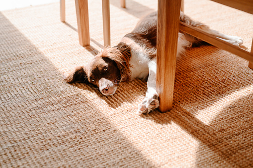 Cute Springer spaniel mix dog lying under kitchen table at home
Photo taken in natural sunlight