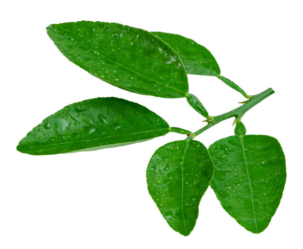 istock leaf  lemon with drop of water isolated on white background ,Green leaves pattern 1654401897