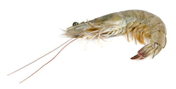 istock shrimp raw isolated on white background 1654405289