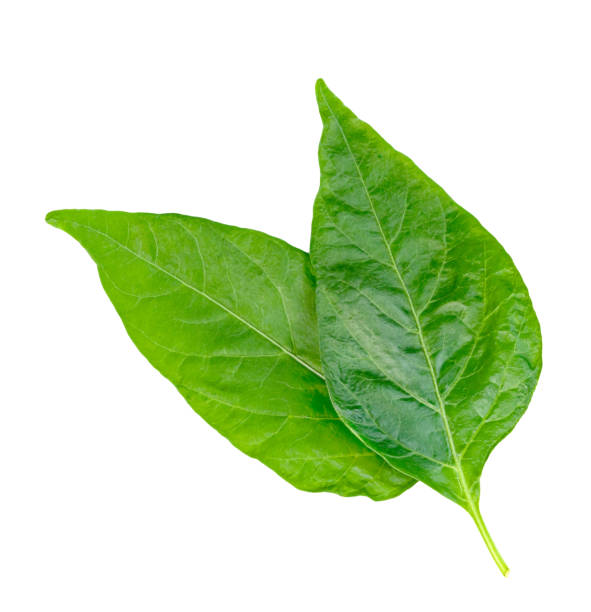 白い背景に葉の唐辛子、コショウの葉の緑のパターン - vegies green chili pepper pepper ストックフォトと画像
