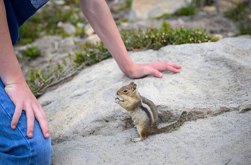 Golden-Mantled Ground Squirrel begging for food from tourists at Mount Rainier National Park. Washington State.