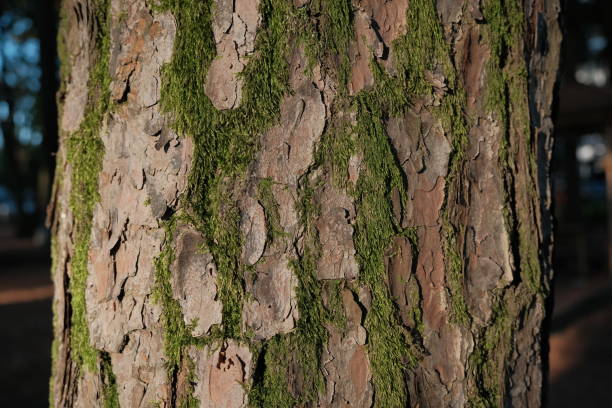 pine bark. texture of old pine bark