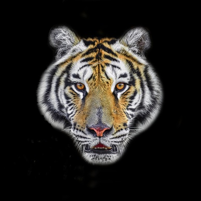 Close up Tiger face, isolated on black background.