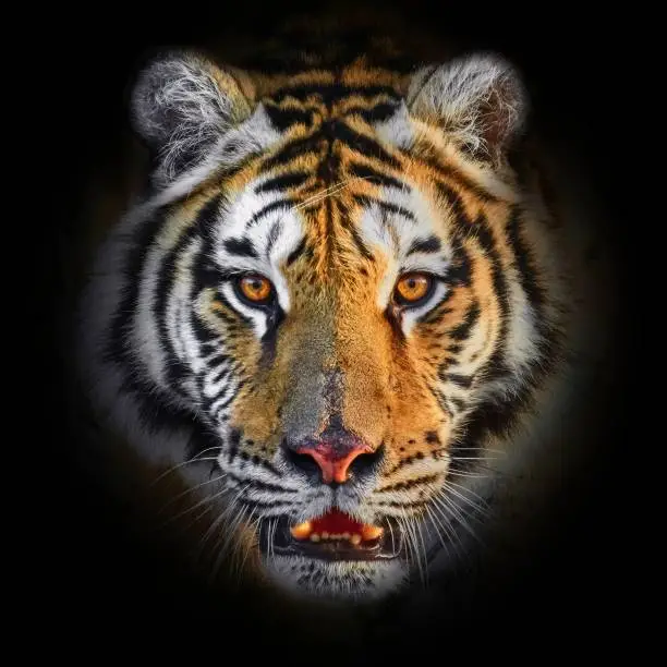 Photo of Close up Tiger face, isolated on black background.