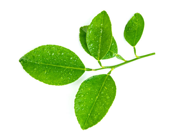 istock leaf  lemon with drop of water isolated on white background ,Green leaves pattern 1654412874