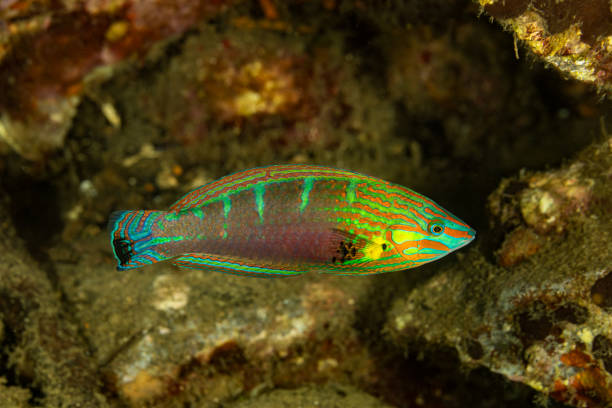 Male Tail-spot Wrasse Halichoeres melanurus by Night, Banda Neira Island, Indonesia Tail-spot Wrasse Halichoeres melanurus occurs in the Indo-Pacific from Bali, Indonesia and Western Australia to Micronesia and Samoa, north to Japan, south to Australia in a depth range from 1-15m, max. length 12cm. 
The species is found mostly on shallow coral reefs and rocky shores, solitary or in small groups on sheltered reefs, feeding on small invertebrates such as polychaetes, copepods, isopods and forams. 
This specimen is a male: the pelvic fins reach the anus. Females have several small black spots at the dorsal fin and at the base of the caudal fin. 
Banda Neira Island, Indonesia, 
4°31'20.5766 S 129°53'55.1317 E at 3m depth by night. melanurus wrasse stock pictures, royalty-free photos & images