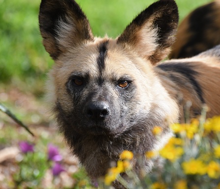 Close up of an African wild dog in the zoo