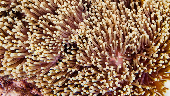 A close-up of a coral reef. The coral is a light brown color with white tips, and it has many small tentacles that are extended.