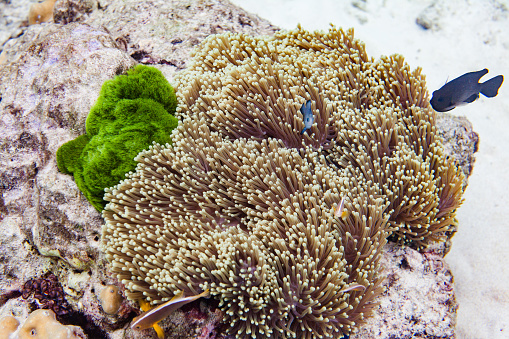 A close-up of a coral reef. The coral is a light brown color with small white polyps, and it has many small tentacles that are extended. The coral is attached to a rock, and the background is a darker brown color. Small fishes are swimming around.