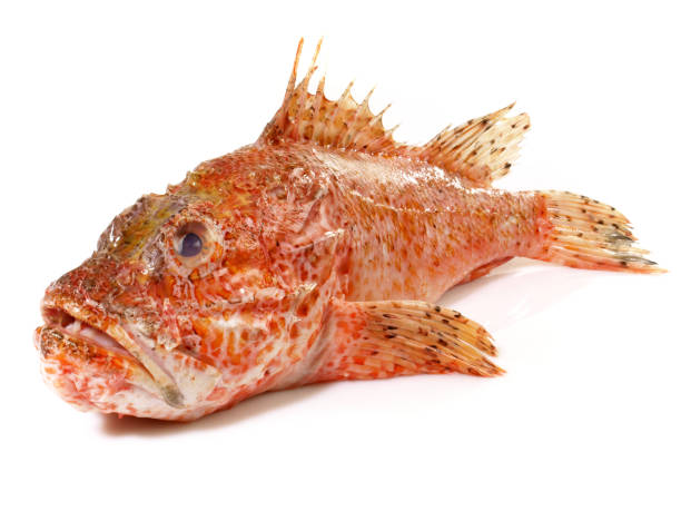 istock Red Dragon Head Fish isolated on white Background - Scorpion Fishes 1654441081