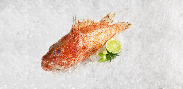 Fish and Seafood - Red Dragon Head Fish on Ice isolated on white Background - Scorpion Fishes Panorama