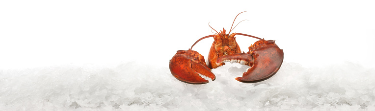 Fish and Seafood - Crushed Ice Banner isolated on white Background - Panorama