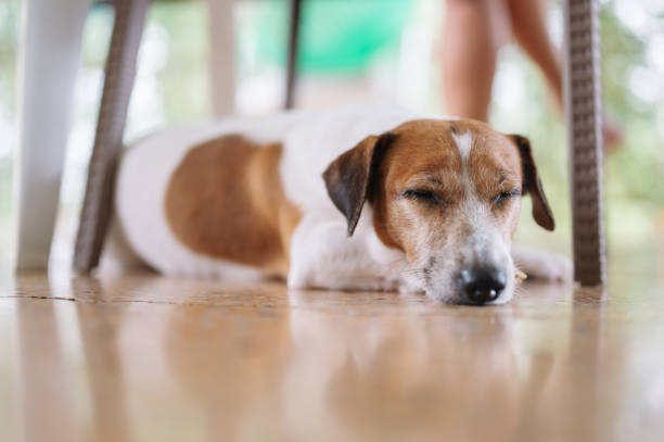 istock Sleepy jack russel terrier dog on floor 1654466971
