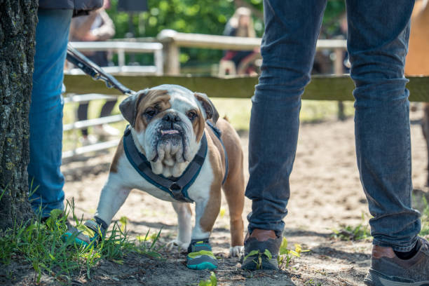 istock People are at a riding event with their Boxer 1654478622