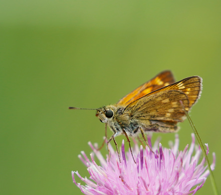 Ochlodes sylvanus is a common resident in the Netherlands. Its distribution hardly changed during the 20th century, although during 1990 there is a steep decline, and is therefore classified as susceptible on the Red List of 2006.
Habitat: The Large skipper occurs in all sorts of rough, grassy, preferably damp places with some form of shelter.
Feeding Plants: Various species of broad-leaved grasses serve as larval Food Plant.
Flying Season: The species flies in one generation from mid-June until the beginning of August, and hibernates as a half-grown caterpillar.

This is a common Species in the described Habitats.