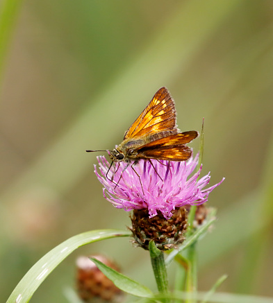 Ochlodes sylvanus is a common resident in the Netherlands. Its distribution hardly changed during the 20th century, although during 1990 there is a steep decline, and is therefore classified as susceptible on the Red List of 2006.
Habitat: The Large skipper occurs in all sorts of rough, grassy, preferably damp places with some form of shelter.
Feeding Plants: Various species of broad-leaved grasses serve as larval Food Plant.
Flying Season: The species flies in one generation from mid-June until the beginning of August, and hibernates as a half-grown caterpillar.

This is a common Species in the described Habitats.
