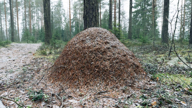 istock Forest-dweller ant is sleeping in the winter during cold weather. 1654485325