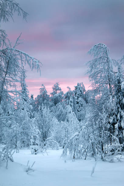 istock Wood is filled with snow, snowcap on branches og fir-trees 1654490748