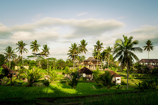 Bali is famous with rice fields, Ubud, Indonesia