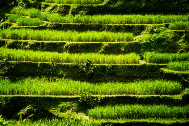 Rice terraces in the evening light. Beautiful green rice terraces overlooking the countryside. View of the rice terrace in Blimbing and Pupuan, Bali