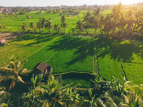 Bali is famous with rice fields, Ubud, Indonesia