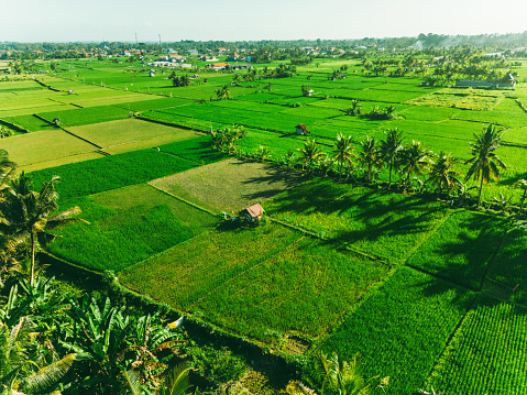 Bali is famous with rice fields, Ubud, Indonesia