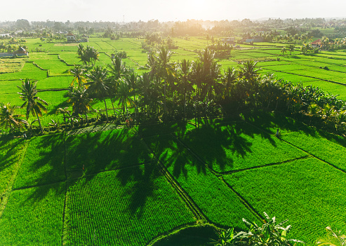 Bali is famous with rice fields, Ubud, Indonesia