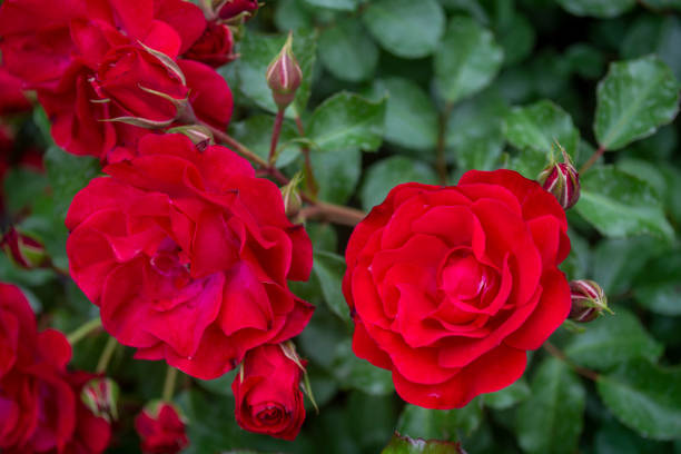 istock Beautiful red roses bloomed in the garden 1654523396