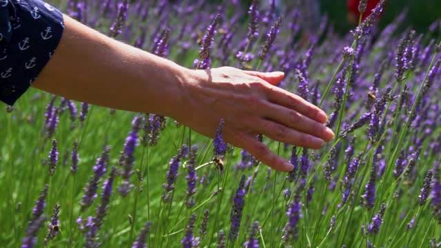 Close-up of woman's hand touching violet lavender.