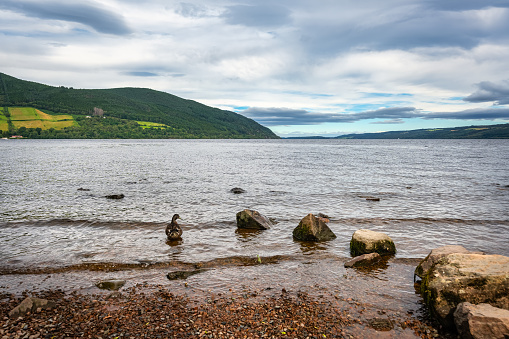 Shore of Loch Ness in Scotland, full of vegetation and trees, lake famous for its monster Nessi
