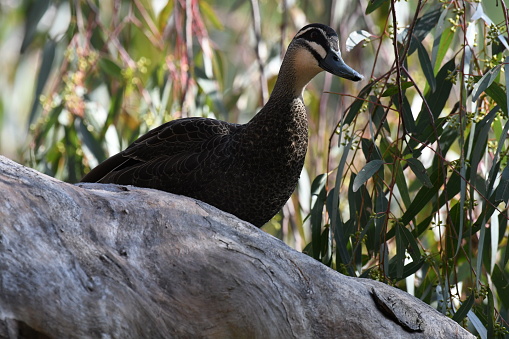 Pacific black duck in a tree