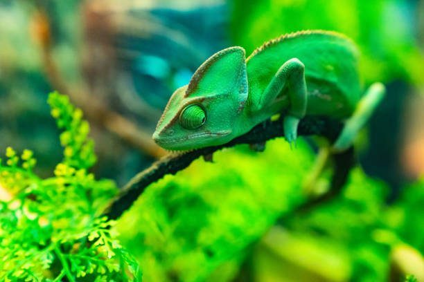 istock A green chameleon on a branch in a terrarium. 1654547043