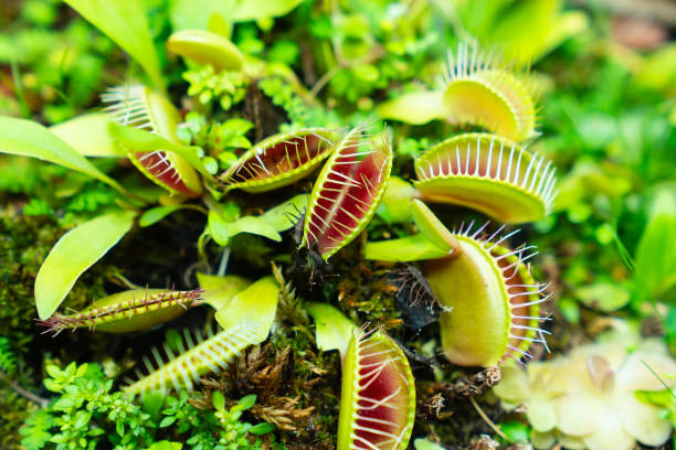 istock Venus flytrap. carnivorous plants of the marshlands. 1654549269