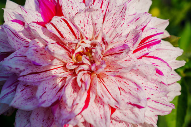 close-up. Dahlia flower with pink petals. The beauty of garden flowers. Floristics.