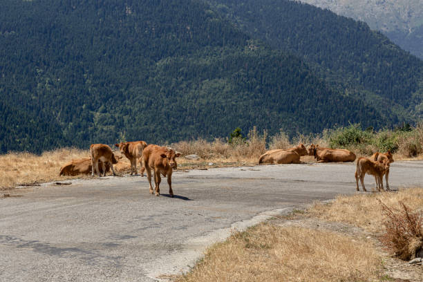 istock Cows graze by the road in the mountains 1654561500
