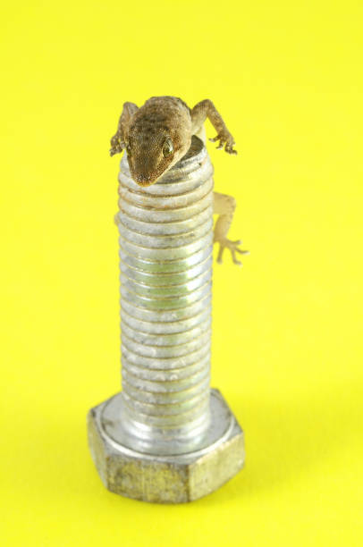 Gecko Lizard and Screw One Small Gecko Lizard and Screw on a Colored Background coingecko stock pictures, royalty-free photos & images