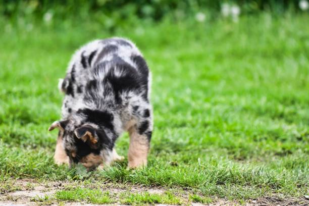 istock dog on grass, photo as a background , australian german shepard sheperd dog 1654573931