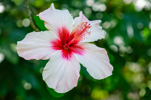 Hibiscus syriacus tropical white flower in a garden close up. It is a national flower of South Korea