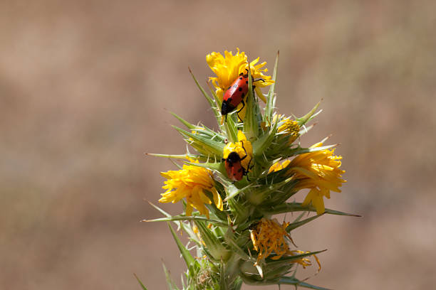 rote insekten mit schwarzen tupfen auf einer gelb blühenden pflanze auf einer wiese in spanien. - bedbug insect beetle temperate bedbug stock-fotos und bilder