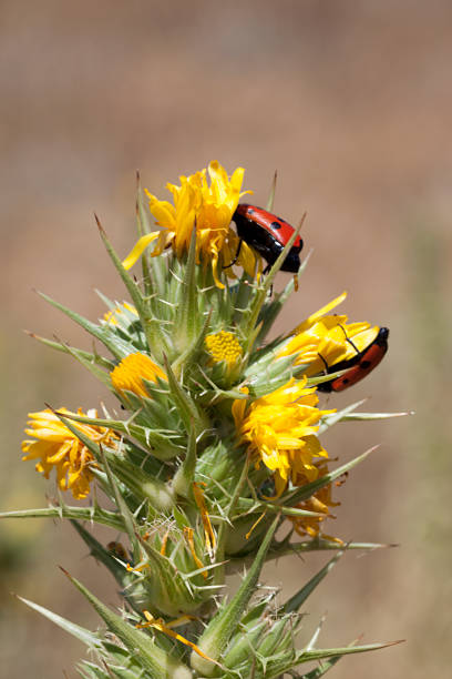 rote insekten mit schwarzen tupfen auf einer gelb blühenden pflanze auf einer wiese in spanien. - bedbug insect beetle temperate bedbug stock-fotos und bilder