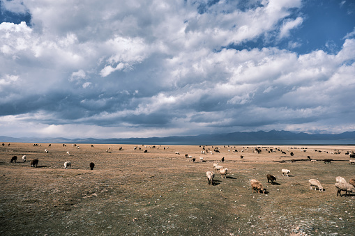 Large flock of sheep on mountain lake shore (Song-Kul lake, Naryn region, Kyrgyzstan)
