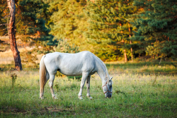 istock White horse on pasture in forest 1654605218