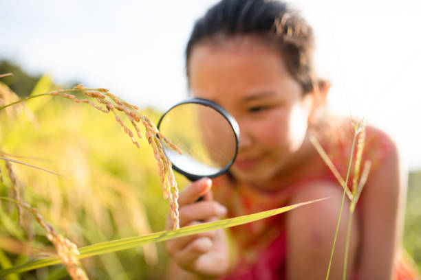 istock A child observing rice with a magnifying glass 1654611272