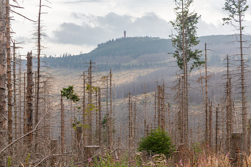 The widespread forest dieback caused by climate change and environmental pollution.