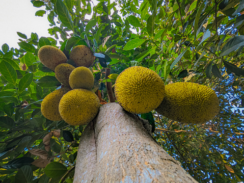 Young jackfruit on the tree